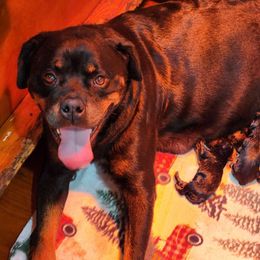 Olja - Rottweiler