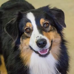 Australian Shepherds from Pine River Australian Shepherds