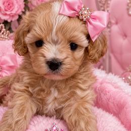 ANASTASIA KOREAN DOLL FACE - Apricot female Maltipoo puppy in Orlando, Florida from Denise’s Puppies