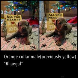 Rhaegal - Gray brindle male Cane Corso puppy in Altoona, Alabama from Snead’s Cane Corso Kennel