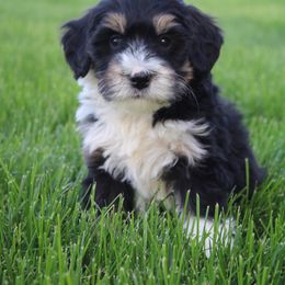 Saul - Tri-color Bernedoodle puppy in Apple Creek, Ohio from Arlene Hershberger