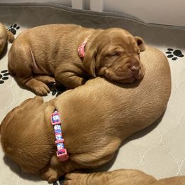 Vizsla Puppies from Highland Vizslas