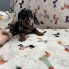 Jingles - Black and tan male Dachshund puppy in Louisa, Kentucky from Mini Doxies of Eastern KY