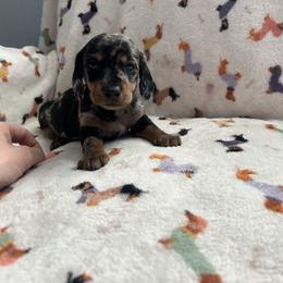 Jingles - Black and tan male Dachshund puppy in Louisa, Kentucky from Mini Doxies of Eastern KY