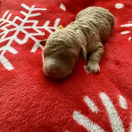 Romeo - Apricot male Goldendoodle puppy in New Britain, Connecticut from Goldendoodles Yorkiepoo Stars CT