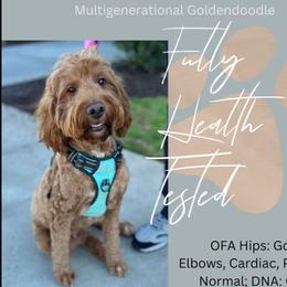 Reba - Goldendoodle