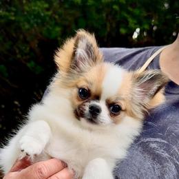 Vinci - Red and white male Chihuahua puppy in Morrisville, North Carolina from Mozzafiato Chihuahuas