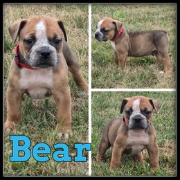 Bear - Fawn and white male Olde English Bulldogge puppy in Wheeler, Michigan from Haase Family Kennels