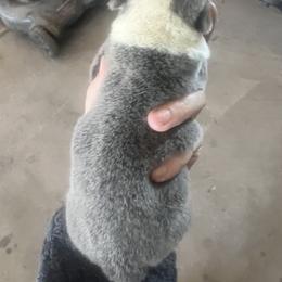Pembroke Welsh Corgi Puppies from Enok Corgis