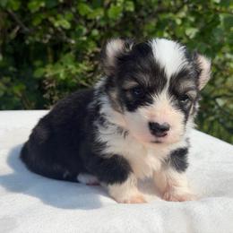 Eevee (Dandelion) - Black and tan female Pembroke Welsh Corgi puppy in Fairchild, Wisconsin from Reigning Corgis