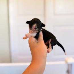 Barley - Black and white male Portuguese Water Dog puppy in Brookville, Ohio from Cornerstones Porties