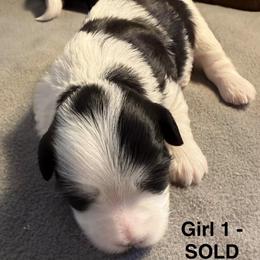Girl 1 - Black and white female Havanese puppy in Elkins, Arkansas from Havana Knights Havanese