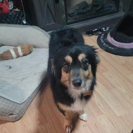 June - Miniature Australian Shepherd