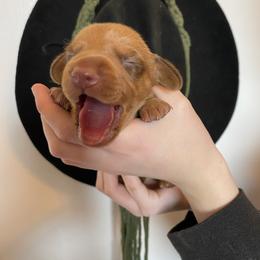 Boy 1 - Dapple male Dachshund puppy in Sedgewickville, Missouri from Heritage Boerboels