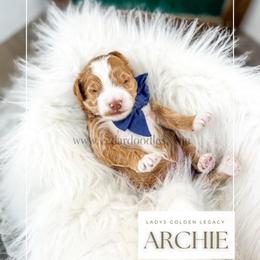 Archie - Red  male Goldendoodle puppy in Cedar City, Utah from Cedar Doodles- Home of the Teddybear Goldendoodle