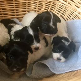 Havanese Puppies from EClair's Havanese and Westies