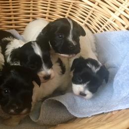 Havanese Puppies from EClair's Havanese and Westies