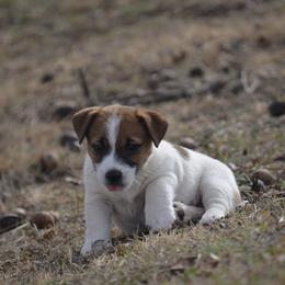 General - White and tan male Russell Terrier puppy in Oklahoma from Elite Russell Terriers