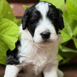 Hudson - Black and white male Bernedoodle puppy in Russellville, Arkansas from Crossgate Doodles