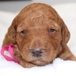 Marcie - Red  female Goldendoodle puppy in Stratford, New Jersey from Meadow Lark Doodles