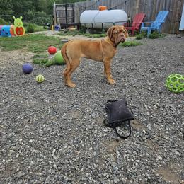 Jenny - Red female Dogue de Bordeaux puppy in Fowlerville, Michigan from Big and Little Wiggly Butts LLC