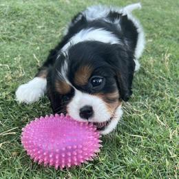 Velma - Tri-color female Cavalier King Charles Spaniel puppy in Eastvale, California from Furever After Cavaliers