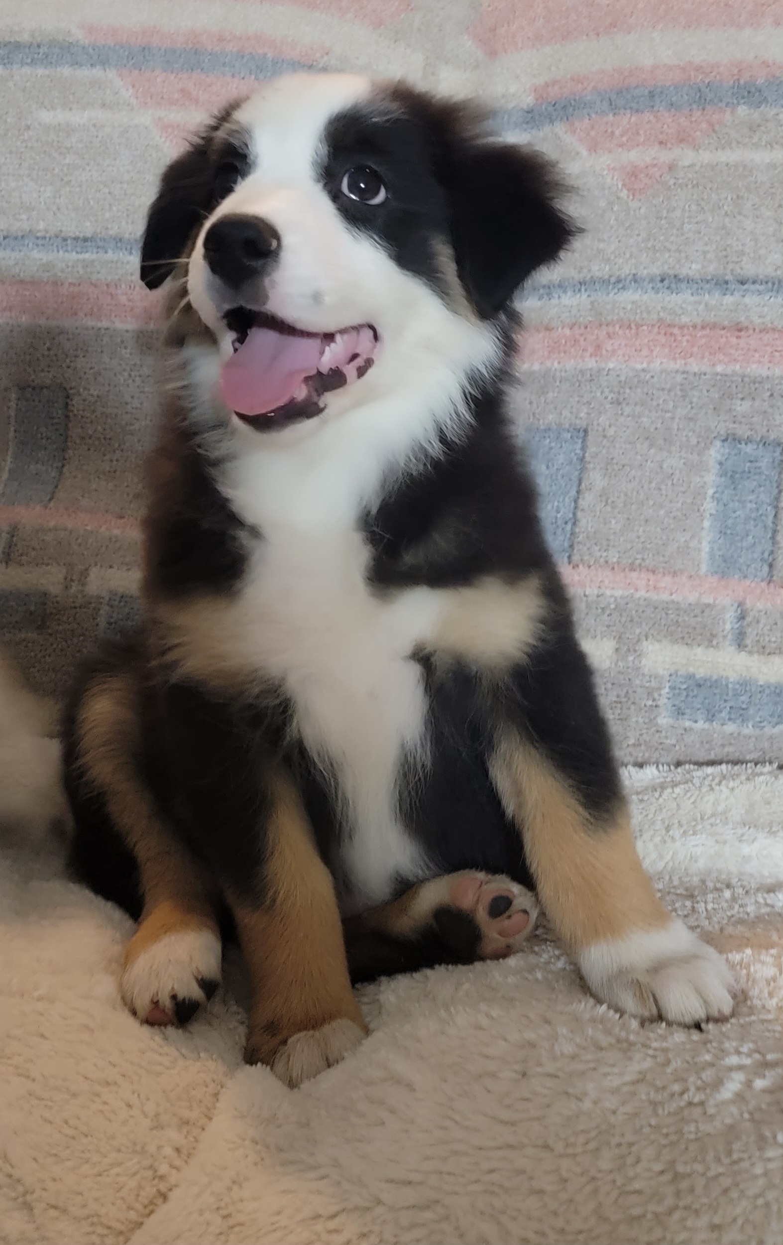 Cinch - Black Australian Shepherd puppy in Athol, Idaho from ShorDu