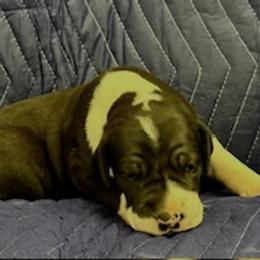 Mantle girl - Mantle female Great Dane puppy in Westville, Florida from Boulder View Danes