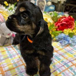 MIAs AKC CH bloodlines Black and Tan Girl with orange collar - Black and tan female Cocker Spaniel puppy in Pensacola, Florida from Barbara Richards' Cocker Kennel, Pensacola, FL