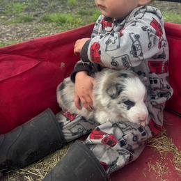 Asha - Blue merle female Border Collie puppy in Richfield, Ohio from Stone Garden Border Collies