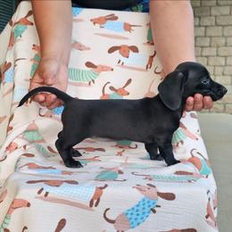 SJ - Black female Dachshund puppy in Springfield, Kentucky from Tilley's Mini Dachshunds