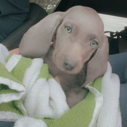 Weimaraner Puppies from North Georgia Weims