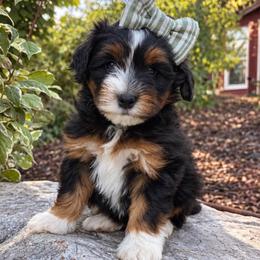 Hiccup - female Australian Mountain Doodle puppy in Wellsville, Utah from Stay Golden Doodles