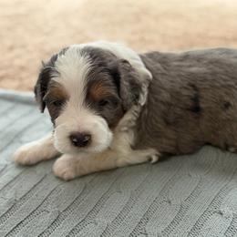Male 3 - male Australian Mountain Doodle puppy in Culpeper, Virginia from Hazel River Doodles