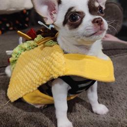 Chihuahua Puppies from Cloud9 Chihuahuas