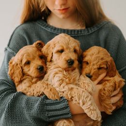 Goldendoodle Puppies from Patton Doodles