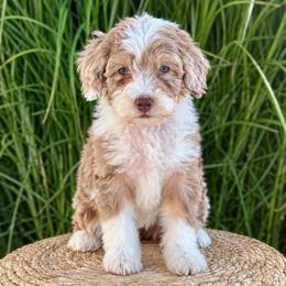 Colt - Brown merle male Aussiedoodle puppy in Sharpsburg, Georgia from Steindoodles