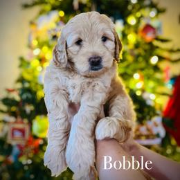 Bobble - Cream male Goldendoodle puppy in Smithville, Tennessee from Gingerdoodles