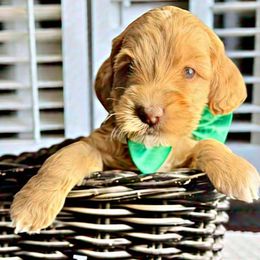 Lucy - Caramel red Australian Labradoodle puppy in Sun City, Arizona from Blue Line Doodles of Arizona