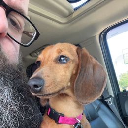 Bella - Dachshund
