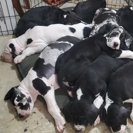 Great Dane Puppies from Dog in Mind Danes