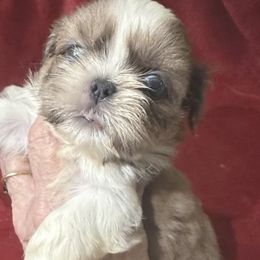 SoLynn - Blue and white female Shih Tzu puppy in Corpus Christi, Texas from Pam Crump Shih Tzu