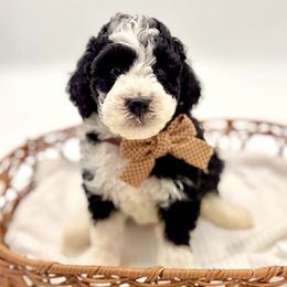 Salem - Tri-color male Bernedoodle puppy in Munster, Indiana from Miranda’s Sunshine Poodles and Doodles