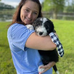 Aussiedoodle and Bordoodle Puppies from Dood B Ranch Doodles