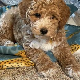 Goldendoodle All Grown Up from Scherrer Sweet Goldendoodles