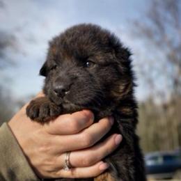 Aster - Black and red female German Shepherd puppy in Lexington, Virginia from Stahlhaus ( Previously Buffelbach Farmstead Shepherds)