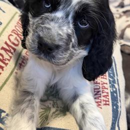Tally - Black and white female English Springer Spaniel puppy in Coxs Creek, Kentucky from Bluegrass Bend English Springer Spaniels
