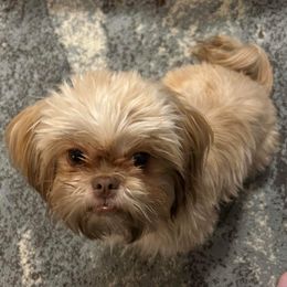 Aggie - Shih Tzu
