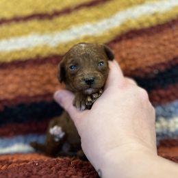 Pilot - Red  male Poodle puppy in Wharton, Texas from In the Red Poodles