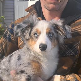 Miniature Australian Shepherd and Toy Australian Shepherd Puppies from Loyal Litters Toy Australian Shepherds